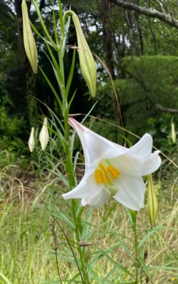 Wild lily 2024