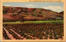 0045 CALIFORNIA POSTCARD AN ORANGE GROVE NEAR THE FOOTHILLS Vintage Posted 1950