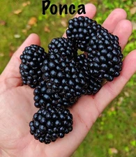 Thornless  Blackberry- Rubus - “Ponca-" 4 Plants The Best of All!!!