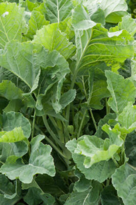 Thousand Head Kale - 200+ seeds - Semillas - Graines - Samen - B