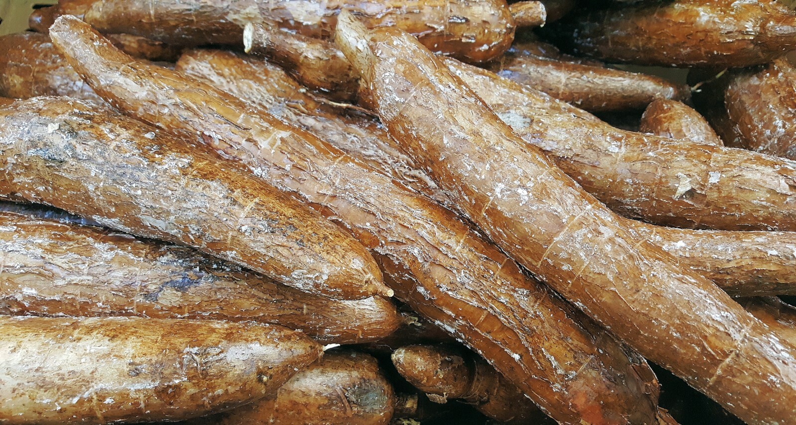 Tapioca Tree Seeds 5 RARE Seeds - Tapioca Plant Seed - Cassava Manihot esculenta -See ...