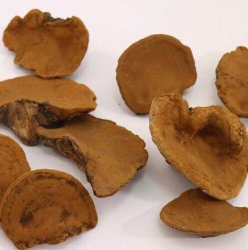 Song-Gen Meshimakobu Mushroom Sang Huang Mesima Phellinus Igniarius Powder 250g - Picture 3 of 5