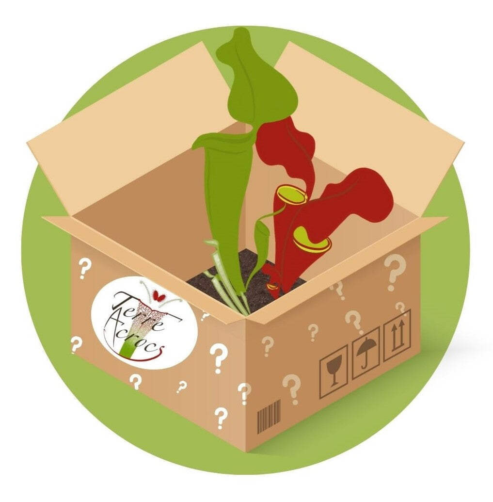 Plantes carnivores drosera dionea sarracenia pour débuter la culture facile