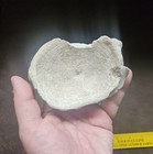 LARGE WHALE VERTEBRA FOSSIL BACKBONE AUTHENTIC FOSSIL 4-3/4" — photo 7