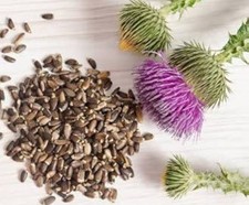 Milk Thistle Seed, Whole Silybum marianum , Organic Milk Thistle Seeds,raw seed