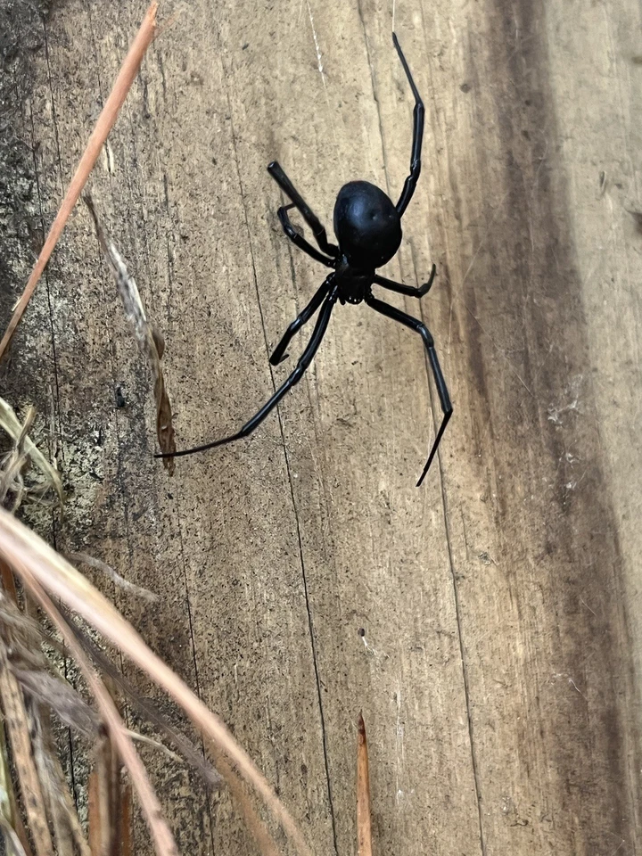 Black Widow Spider Wet Specimen  - Image 3 of 4