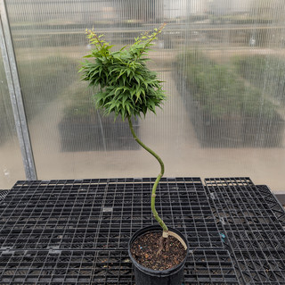 'Mayday' Japanese maple. 2 Gallon