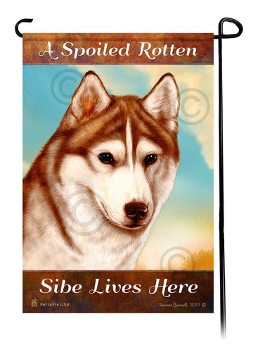 A Spoiled Rotten Brown Eyed Red and White Sibe Lives Here