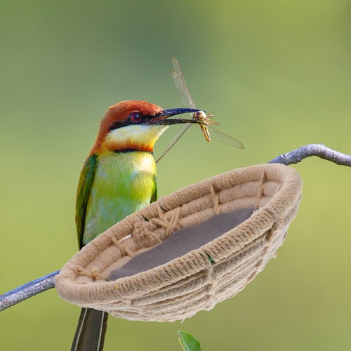 Bird Chew Toys mode Parrot Nesting Box Bird Supplies Bird Nesting Box