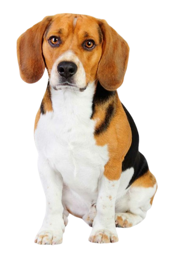 BEAGLE - Etiquetas de dirección de devolución - 1" x 2 5/8" - Personalizadas - Imagen 34 de 50