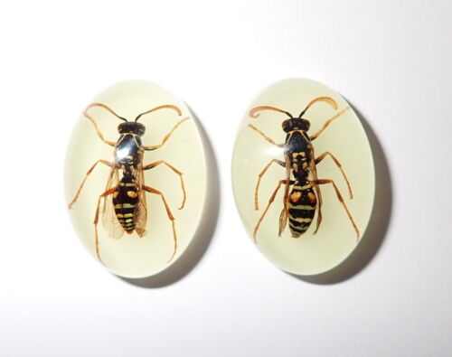 Insect Cabochon Red Wasp Specimen Oval 18x25 mm Glow in the Dark 2 pieces Lot - Picture 1 of 14