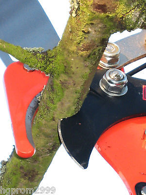 TELESCOPIC 2 PULLEY RATCHET ACTION POLE PRUNER WITH SAW eBay