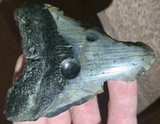 GENUINE PREHISTORIC MEGALODON SHARK TOOTH FOSSIL w/ RARE ANCIENT CLAM HOLES! 