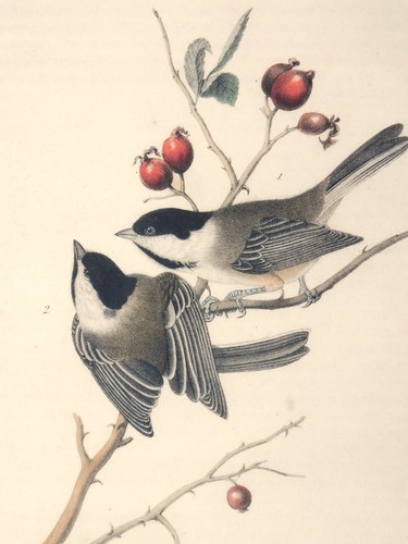 Original John Audubon print lithograpn 1840 Black cap titmouse #126 sweet briar - Picture 2 of 5