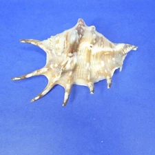 Lambis Shell Seashell 5.5" 91g Natural Specimen