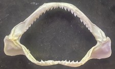 Small Bull Shark Jaw
