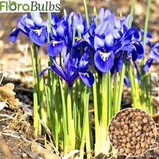 IRIS BULBS DWARF BLUE 'RETICULATA' Spring flowering bulbs