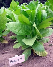 1000 Burley 9 Nicotiana Seeds ~ Drought Resistant Non-GMO Nicotiana Tabacum