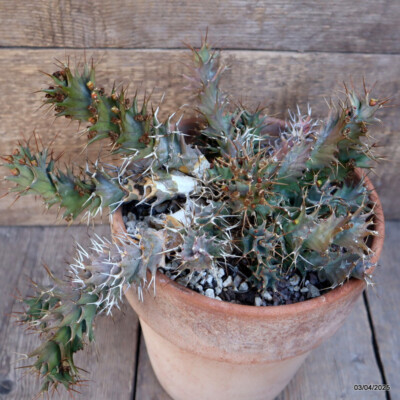 Euphorbia tortirama E386【良型・大株】 ユーフォルビア トルチラマ