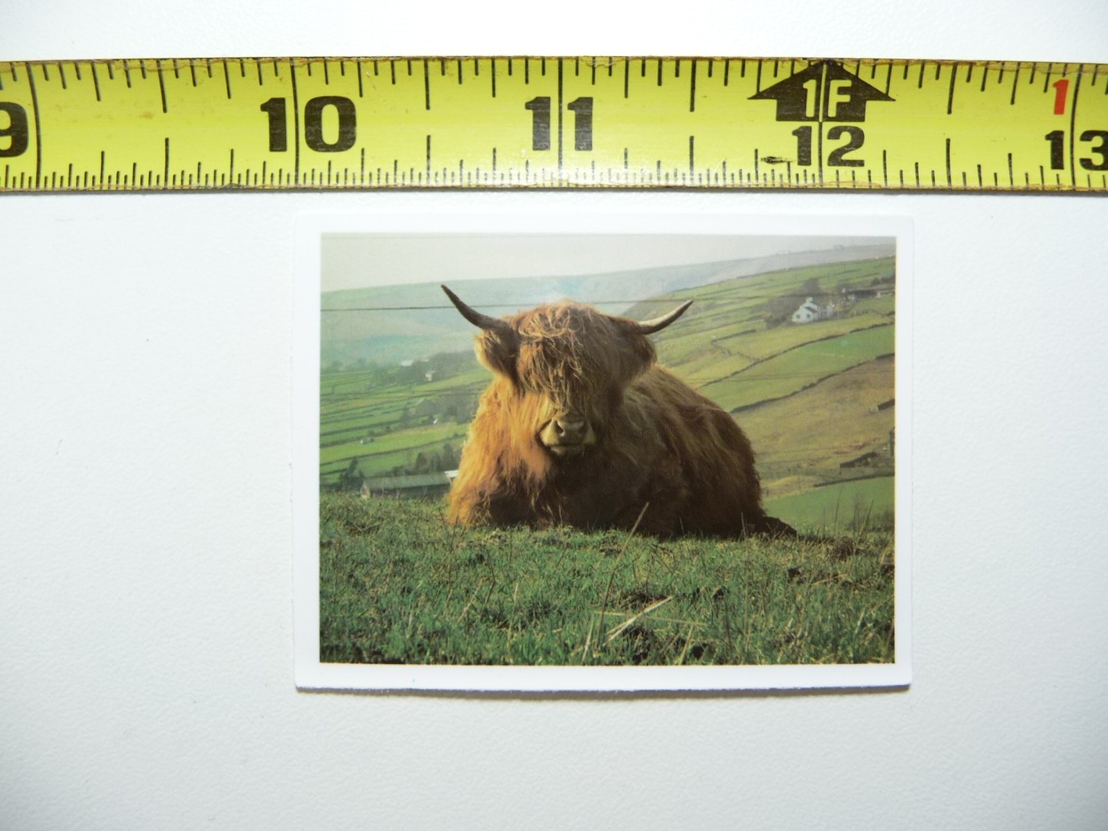 Scottish Highland Cattle Hillside Ranch Laptop Decal Sticker