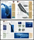 Sperm Whale #93 Mammals - Wildlife Explorer Fold-Out Card