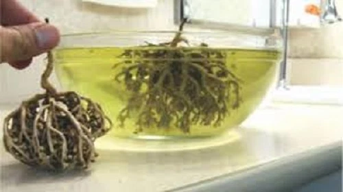 Flower of Maryam Booti Anastatica Hierochuntica Ease Labour Pain Plant Herb New - Picture 3 of 4