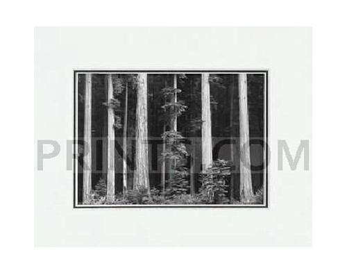 Ansel Adams Redwoods LG mate