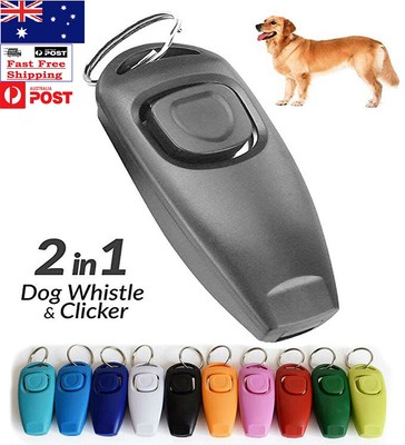 black pitbull with yellow eyes