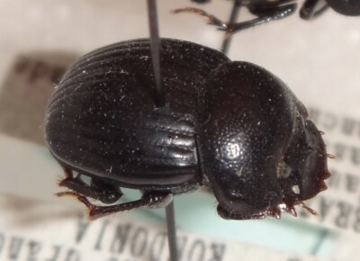 Coprophanaeus bonariensis　34mm 31mm Coprophanaeus bonariensis. 40-41) Female habitus. 42-43