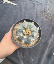 6.6CM RareSucculent Plant L`W Cactus OwnRoot WYSIWYG Boutique Garden/