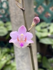 Original Phal Phalaenopsis species Dttps. pulcherrima silver leaf-FRAGRANT