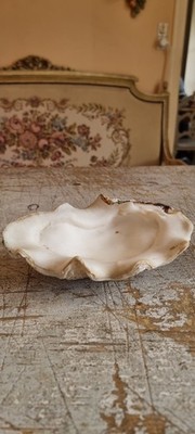Schöne Tridacna Gigas Clam Muschel / Benitier.