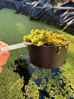 #ad 1 cup of Azolla Mosquito Fern Water Velvet Fairy Moss $9.99