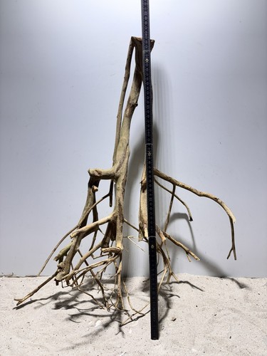 Talawa Wurzel XXL ähnlich Moorwurzel, Moorkien,Mangrove #648 L57 x T30 x H66 cm - Bild 11 von 12