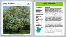 Downy Serviceberry #24 Deciduous Trees - My Green Gardens 1987 Cardmark Card