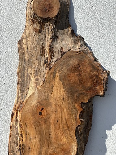 Y123 Spalted Maple Burl Live Edge Slab Woodwork Crafting Epoxy Project 37x11x1 - Picture 2 of 6