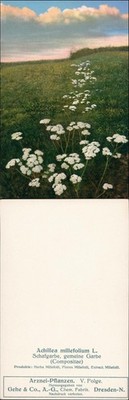 Achillea millefolium L. , A.-G., Chem. Factory. Dresden-N. 1911