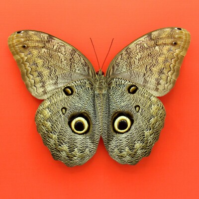 Real mounted Giant Owl butterfly - Caligo eurilochus livius - A1