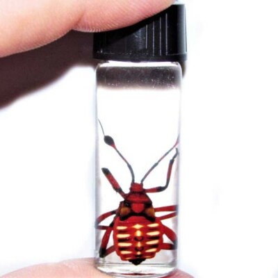 Thasus neocalifornicus red giant mesquite bug nymph wet specimen Arizona USA