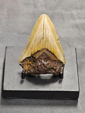 3 3/4" High Quality Megalodon  Shark tooth for sale Fossil teeth **FREE STAND**