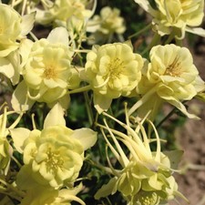 Aquilegia 'Sunshine' Seeds - Frilly Double Blooms - 1 Packet