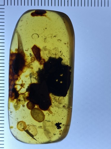 Einzigartige unbekannte schöne Vorgeschichte in seltenem fossilem, echtem burmitischem Bernstein 98myo - Bild 2 von 8