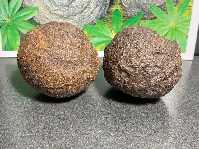 Moqui Marble Lebende Steine Paar mit Zertifikat ca. 4 cm - Utah USA (4)