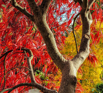 Photo 6x4 Acer palmatum dissectum 'Inaba Shidare' Huntley/SO7219 The gol c2021