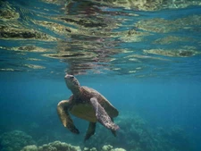 Sea Turtle Hawaii Cerca Trova limited edition Fine Art Photography