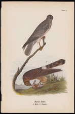1890 Warren Birds Of Pennsylvania Antique Chromolithograph Print Marsh Hawk