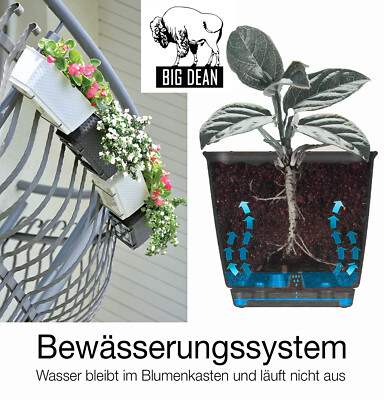 thymian blumenkasten Thymianpflanze kaufen  Green Me Up