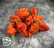 Reapion (Reaper x Scorpion Hybrid) Hot Pepper Seeds 