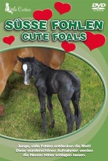 Little Cuties - Süsse Fohlen von not specified | DVD | Zustand sehr gut