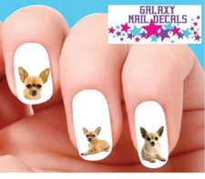 Dog Waterslide Nail Decals - Set of 20 Chihuahua Tan Assorted